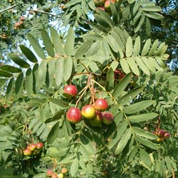 Sorbus domestica